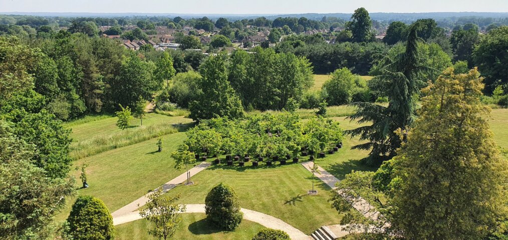 Beuys' Acorns, Woodhatch Place © Ackroyd & Harvey